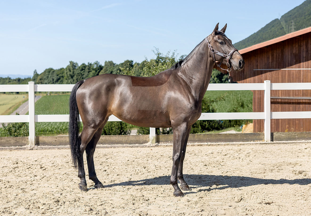 Les Verdets E‑Novision 1D9A1788